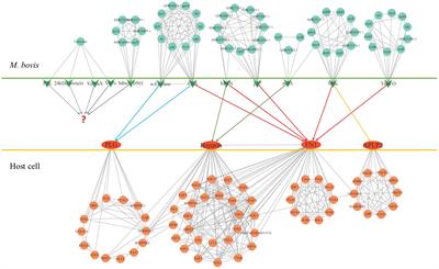 Mycoplasma Bovis adhesins and their target proteins